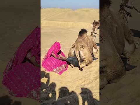 عبء الحياة الماء الذي يحمله الجمل ي نقل إلى خزان