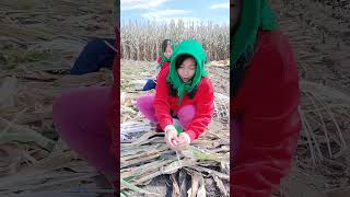 Rural Farmer #5732