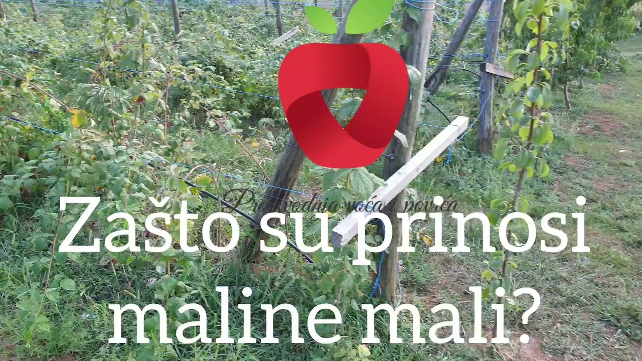Zašto su prinosi maline mali? Kako do većeg uroda?