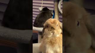 One treat is never enough: Rabbits by Bella & Blondie Bunny Rabbits 966 views 1 month ago 1 minute, 31 seconds