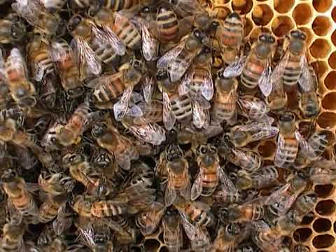 Asian massage russian bee breeders association