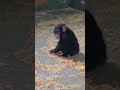 Маленький шимпанзе убирает свою клетку, жмите нравится, если хотите ему помочь