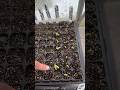 What’s germinating in my little greenhouse in late March. 😍🌱❤️ #floridagardening #seedstarting