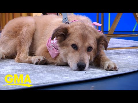 Man and dog who walked around the world join ‘GMA’