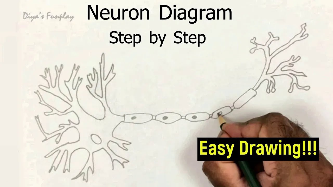 Neuron Drawing Guide neuron drawing -neuron drawing easy - neuron drawing step by step ...