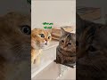 ايه رأيكم في الهدية دي لايك Cat Comedy 