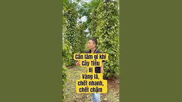 Cần Làm Gì Khi Cây Tiêu Bị Vàng Lá, Chết Nhanh, Chết Chậm | Webnhaque