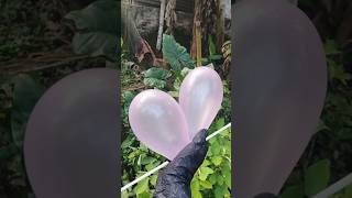 Meletus balon ungu DOOR! #balon #balonku #balonkuadalima #meletusbalonhijau #shorts