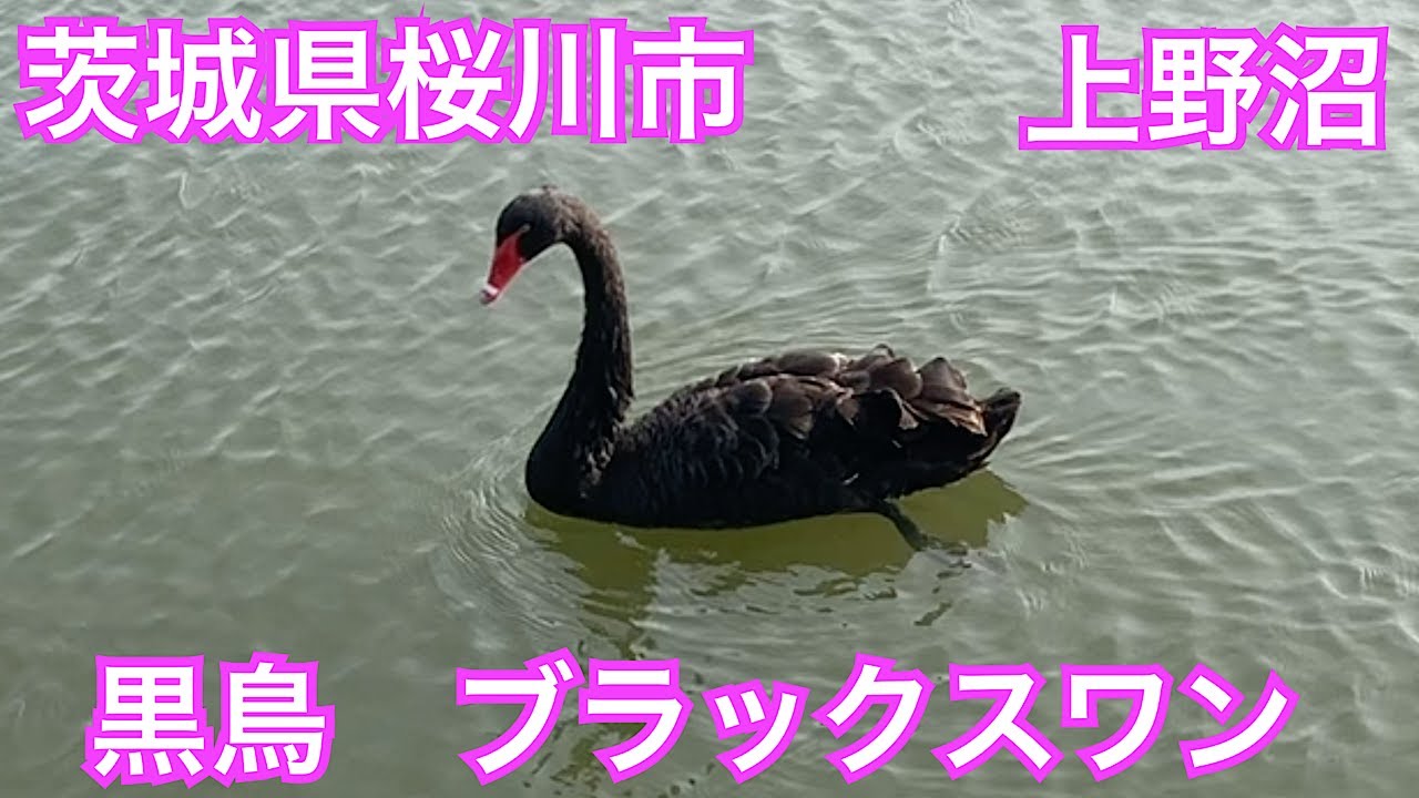 茨城県桜川市 上野沼に黒鳥がいた。「常識を疑うこと」、「物事を一変させること」、「自分を絶対視しないこと」の象徴。ブラックスワン - YouTube