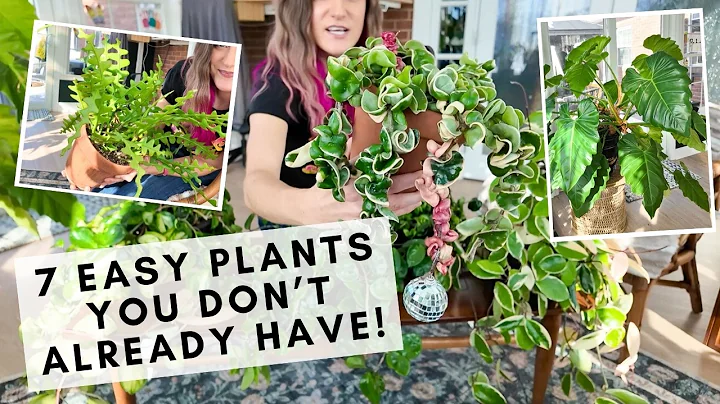 7 easy houseplants for beginners that you probably don't have!