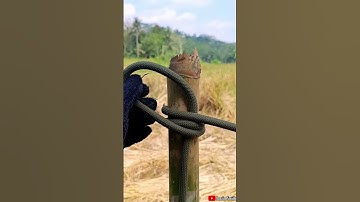One Knot a Day: Start Your Knot Journey”#KnotTutorial #a #rope #HowToTie #RopeSkills #KnotGuide