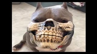 Wild: Pit Bull Wearing Mask Looks Scary AF!
