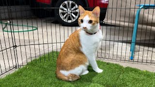 深夜にチップから散歩に誘われました。