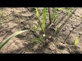 Sugarcane tillering after 40 Days crop sowing germination #sugar #labourse #farming