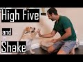How to Train Handshake and High Five to your Puppy or Dog (Easy Dog Training)