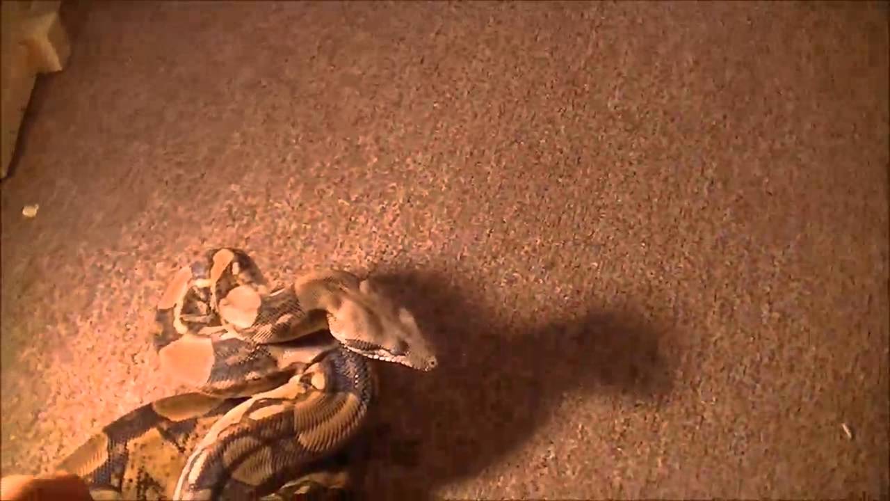 snake oil Boa in Shed