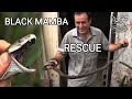 Deadly venomous Black mamba in the house, snake rescue in South Africa, 2 meters long mamba