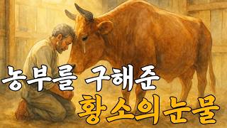 늙은 농부를 구해준 황소의 눈물 야담l민담l전설l옛날이야기l전설이야기l재미있는옛날이야기l재미있는이야기