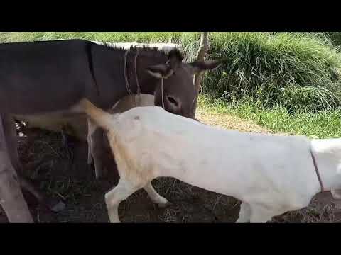 Goat and Donkey sex Mating video 😊only