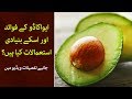Uses of Avocado and its Benefits, Know Detail with Shadab Abbasi