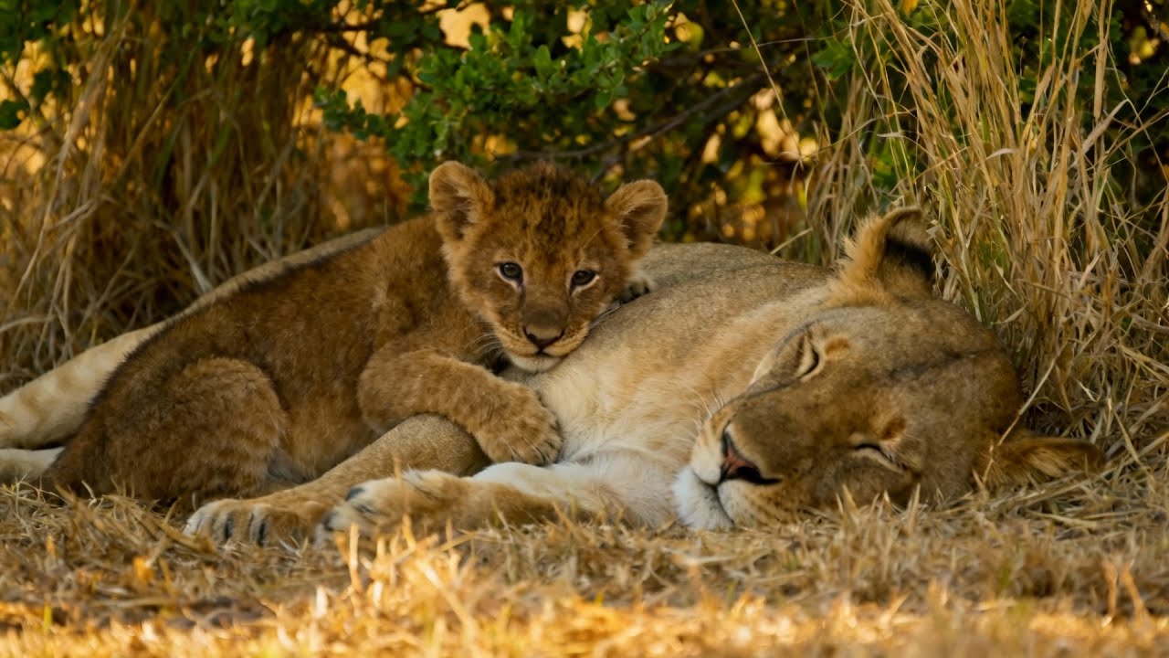 Tranquil African Savannah - one hour no music wildlife sounds