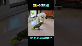 쪼로가 미안!!! 쏘리~쏘리~