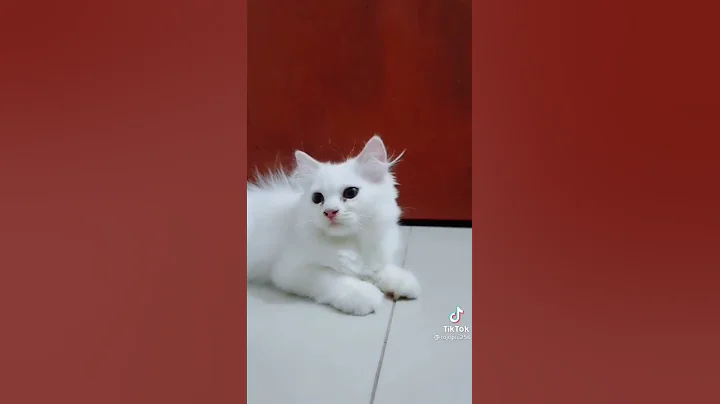 Video 3507771: cat funny meow cute, meow live