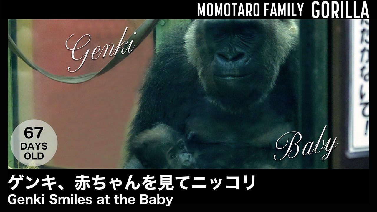 Генки Улыбается Малышу – Весёлая семья горилл в Zoo Kyoto, Т. 66