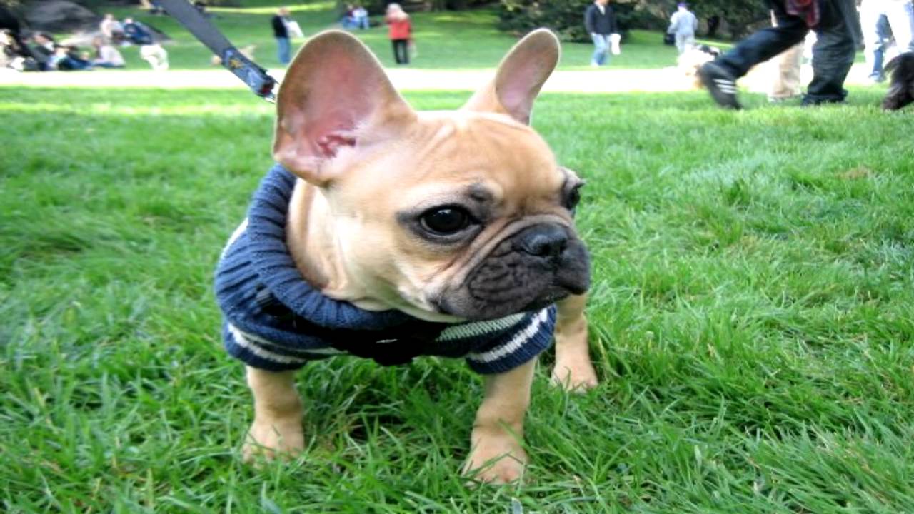 French Bulldog Flea Prevention YouTube