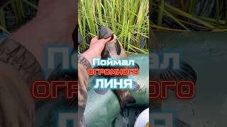 Трофейный линь на боковой кивок, в камыше!