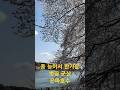 좀 늦어서 반가운 벚꽃, 군산 은파호수