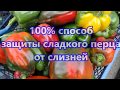 100%  СПОСОБ ЗАЩИТЫ  ПЕРЦА  ОТ  СЛИЗНЕЙ