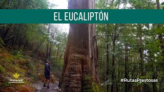 Ruta a "El Eucaliptón", entre los concejos de #Pravia y #Cudillero