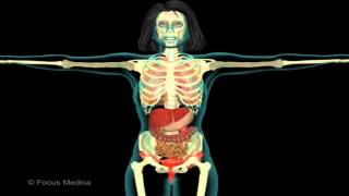 Unser Körper in 3D - Skelett und Muskulatur screenshot 3