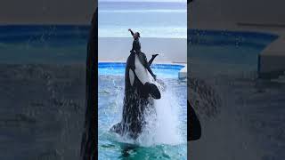 華麗なハグリフト超エレガント!! #Shorts #鴨川シーワールド #シャチ #Kamogawaseaworld #Orca #Killerwhale #Hug