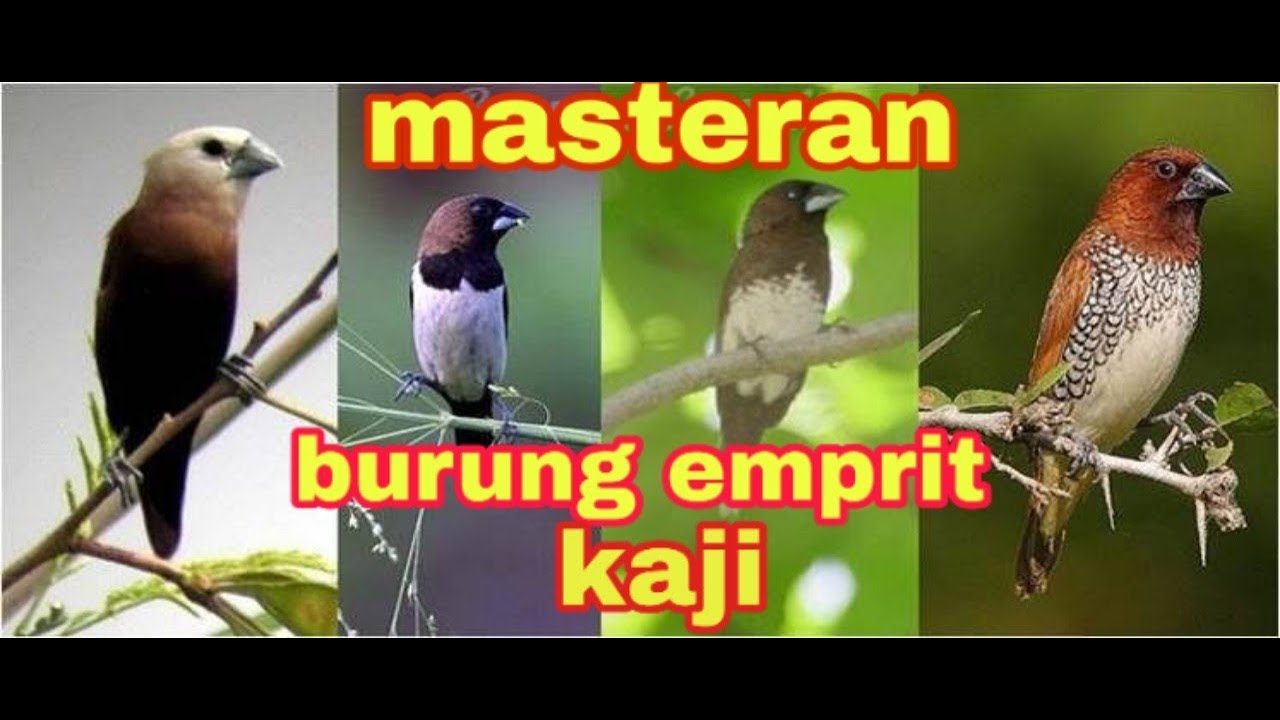 Masteran burung emprit kaji gacorr ,mantap!! 