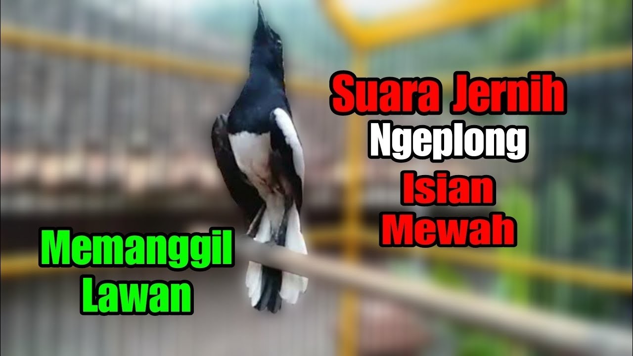 suara kacer gacor NGEPLONG tarung ini paling AMPUH buat PANCINGAN KACER agar EMOSI NYAUT