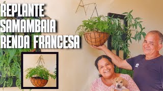 COMO REPLANTAR SAMAMBAIA RENDA FRANCESA: DICAS DE CULTIVO DE SAMAMBAIAS | PLANTAS DE SOMBRA