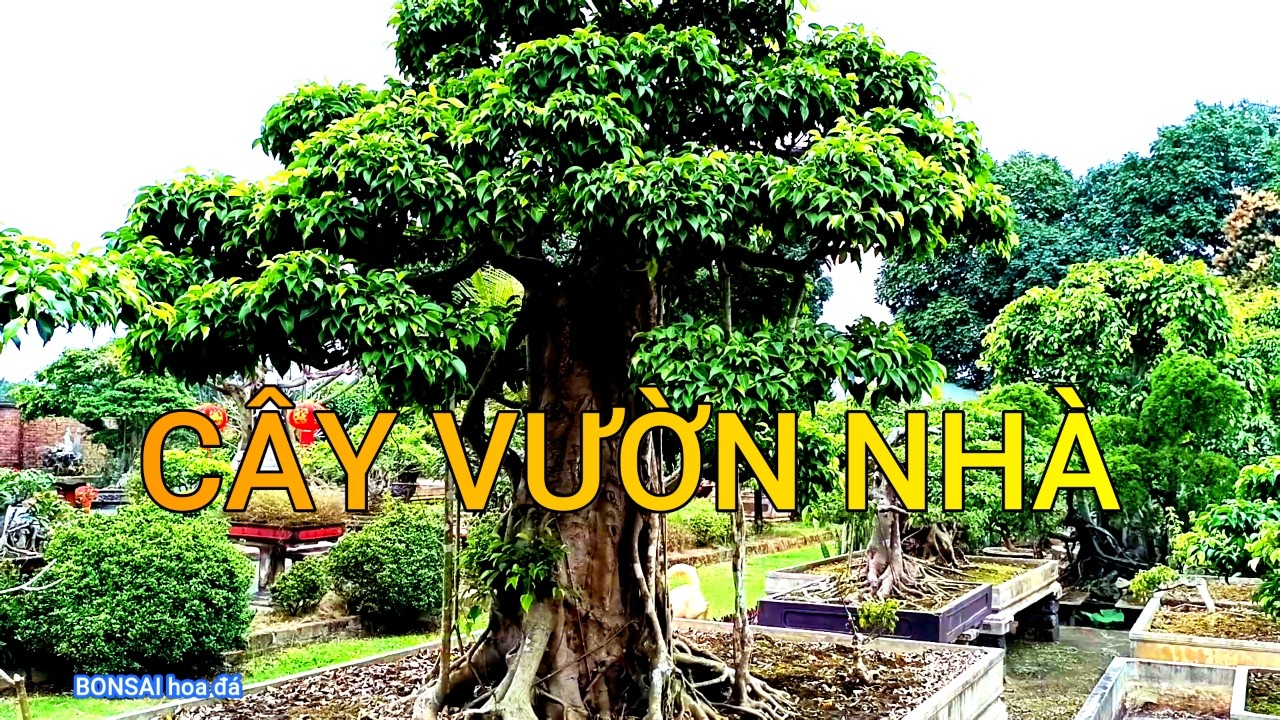 NHỮNG CÂY KHỦNG VƯỜN NHÀ - DẤU VẾT KHAI THÁC XƯA VẪN CÒN NGUYÊN ĐÓ - BONSAI hoa đá..