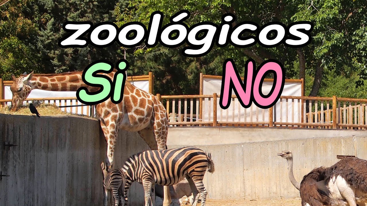 Mi opinión Sobre los Zoológicos - YouTube