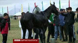 "Сапар": Түркмөн Ахал-Теке тулпары - BBC Kyrgyz