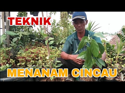 Video: Menanam Tanaman Hijau Di Taman - Apa Itu Tanaman Hijau Dan Bagaimana Cara Menanamnya