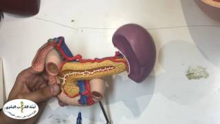Anatomy GI lab 2 soul
