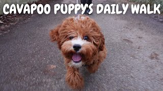 Watch Our Cavapoo Puppy's Progress on His Daily Walks