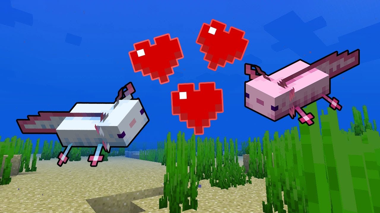 How To Breed Axolotls In Minecraft 1.17 - YouTube
