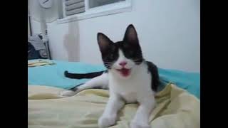 DOG EXE | MEOW MEOW | WRONG SOFTWARE INSTALLED
