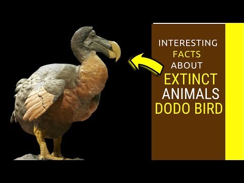 विलुप्त प्राणी डोडो पक्षी तथ्ये मुलांसाठी डोडो पक्षी माहिती
