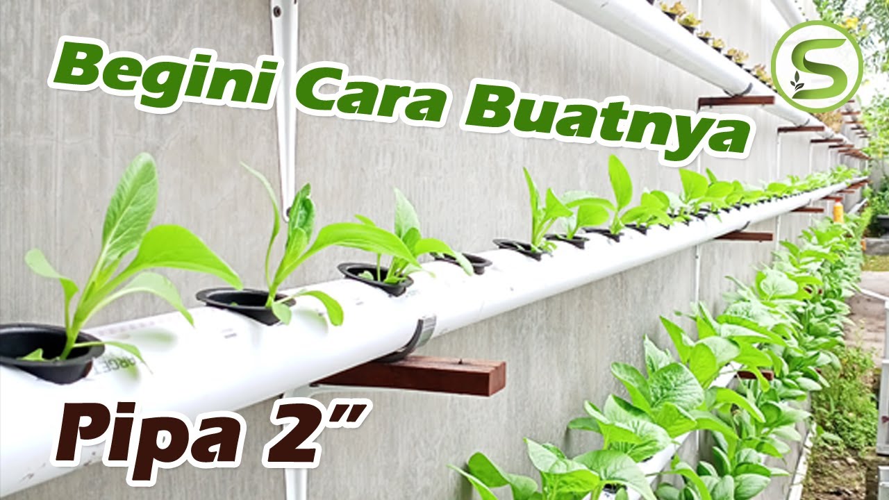 Merakit Guli Hiroponik Pipa 2 Inchi pada Tembok Tinggi 2 Meter