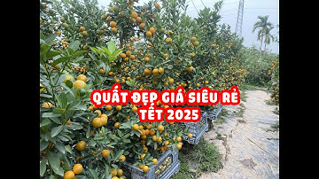 Quất tết 2025 Đẹp siêu rẻ - Liên hệ thẳng chủ vườn chốt giá tận gốc