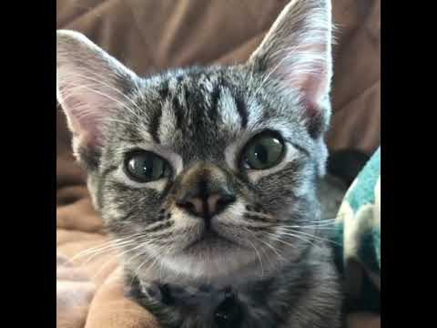 Kitten with double nose finds loving home